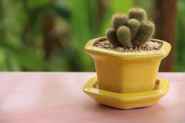 cactus in pot