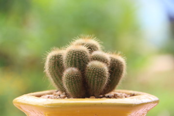 closeup of cactus