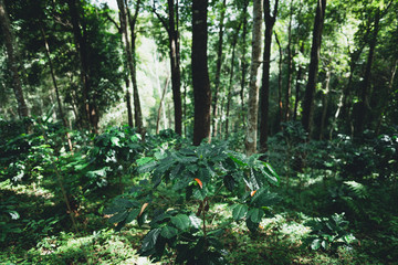 Raw coffee in the wild Under the tree