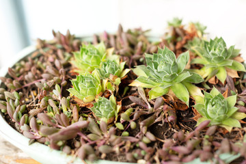 Small flowers in the pot