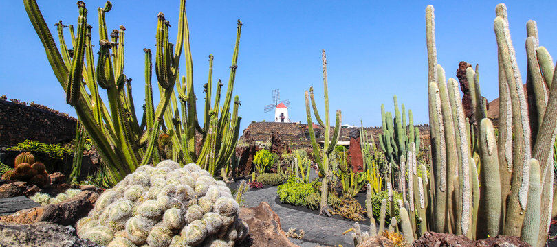 Jardin de Cactus - Lanzarote / Canarias ( Spain )