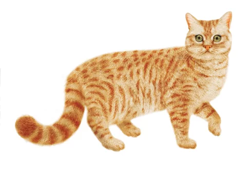 Chat Tigre Roux Regardent En Marche Nourriture Pour Chat Chaton Animal Elevage De Race Aliment Pour Chat Stock Illustration Adobe Stock Chat Tigre Roux Regardent En Marche Nourriture Pour Chat Chaton Animal Elevage De Race Aliment Pour Chat Stock Illustration Adobe Stock