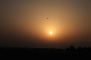砂漠の夕陽と鳥