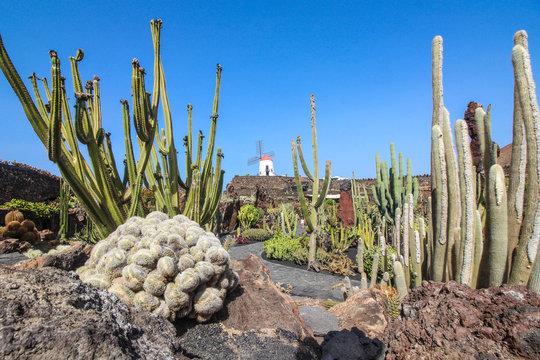 Jardin de Cactus - Lanzarote / Canarias ( Spain )