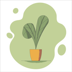 Houseplant in flowerpot vector illustration in flat style - indoor decorative flower with two big leaves on green spot.