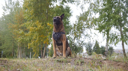 A trained german shepherd dog staying on a field looking straight