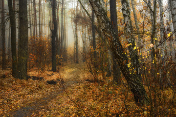walk in the autumn forest. autumn mood. autumn colors. melancholy.