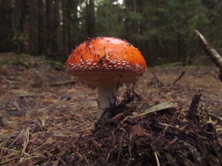 mashroom forest