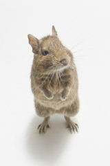 Stand up degu