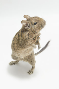 Stand up degu