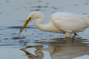 Grande Aigrette (Ardea alba - Great Egret)