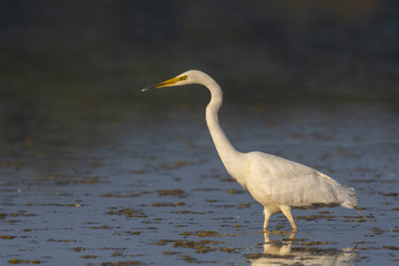 Grande Aigrette (Ardea alba - Great Egret)