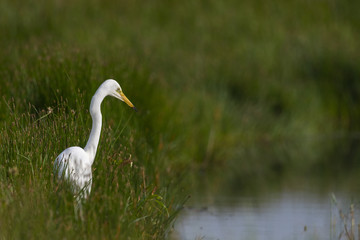 Fototapeta premium Grande Aigrette (Ardea alba - Great Egret)