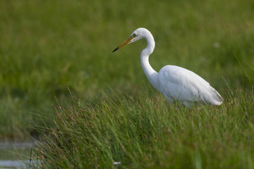 Grande Aigrette (Ardea alba - Great Egret)