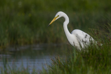 Grande Aigrette (Ardea alba - Great Egret)