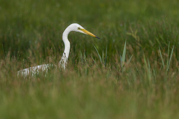 Fototapeta premium Grande Aigrette (Ardea alba - Great Egret)