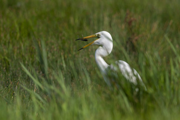 Grande Aigrette (Ardea alba - Great Egret)