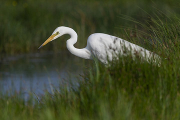 Grande Aigrette (Ardea alba - Great Egret)