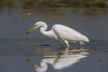Grande Aigrette (Ardea alba - Great Egret)