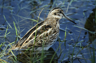 A rare Jack Snipe (Lymnocryptes minimus) hiding in the grass.