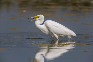 Grande Aigrette (Ardea alba - Great Egret)