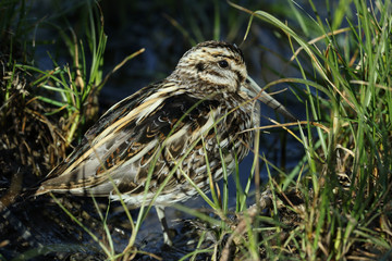 A rare Jack Snipe (Lymnocryptes minimus) hiding in the grass.