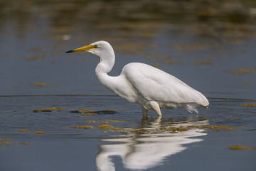 Fototapeta na wymiar Grande Aigrette (Ardea alba - Great Egret)