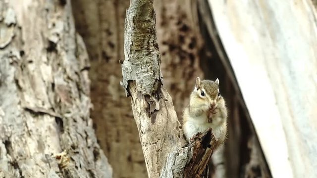 毛づくろいするエゾシマリス