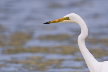Grande Aigrette (Ardea alba - Great Egret)