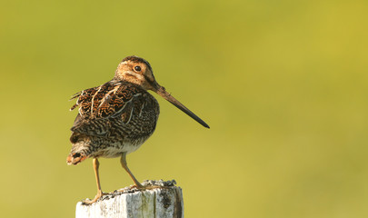 A Snipe (Gallinago gallinago) perched on a post in evening light.