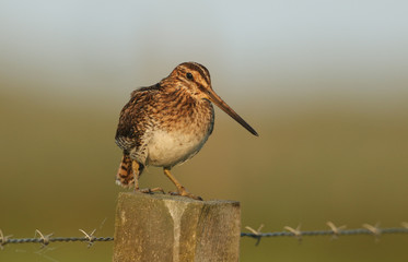 A beautiful Snipe (Gallinago gallinago) perched on a post in the early morning.