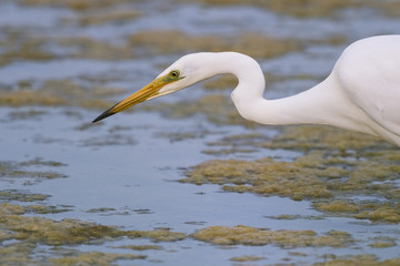 Grande Aigrette (Ardea alba - Great Egret)