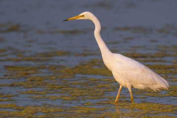 Grande Aigrette (Ardea alba - Great Egret)