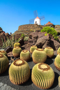 Jardin de Cactus - Lanzarote / Canarias ( Spain )
