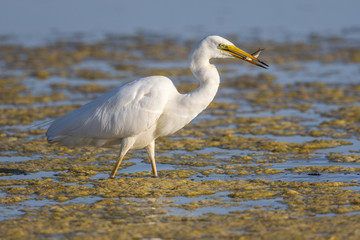 Grande Aigrette (Ardea alba - Great Egret)