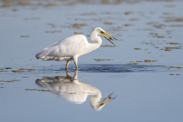 Grande Aigrette (Ardea alba - Great Egret)