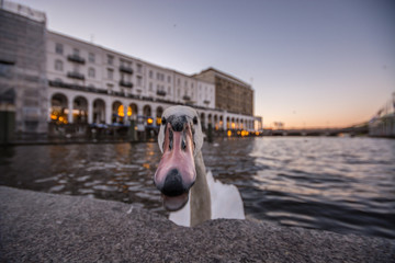 Reflections on Water. Sunset in Hamburg, Germany. Beautiful white swan trying to bite the camera. Close up.