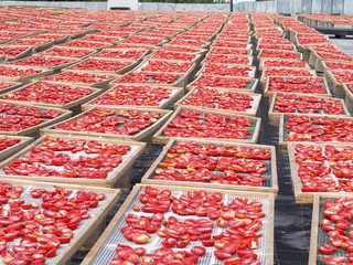 The making of "Pummaroru Siccu", traditional sun-dried tomato very popular and traditional in Sicily and Italy.