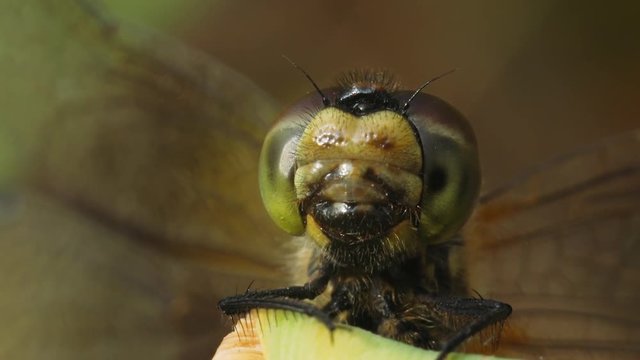 Portrait of a dragonfly Vagrant darter (Sympetrum vulgatum) on a reed sheet. Macro shot.