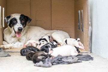 homeless female dog and their puppies and puppies sleep near mother