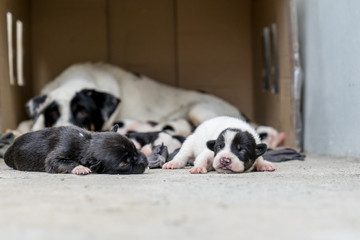 homeless puppies sleep near mother