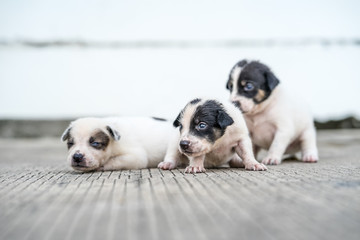 stray puppies lying on the street
