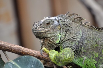 Grüner Leguan