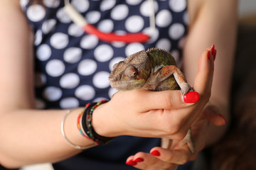 iguana reptile animal