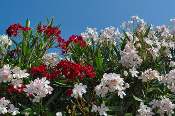 oleander tree flowers