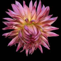 Dahlia on black