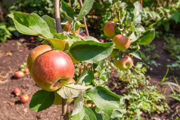 Red apples on the tree. Closeup, selective focus