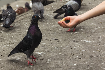 A child's hand stretches an appetizing and delicious piece of bread to pigeons.