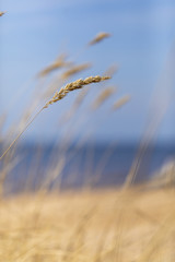 Fototapeta premium Bents on a beach of the Baltic Sea with a blue sky