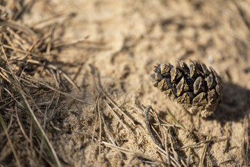 A pine cone in the sand